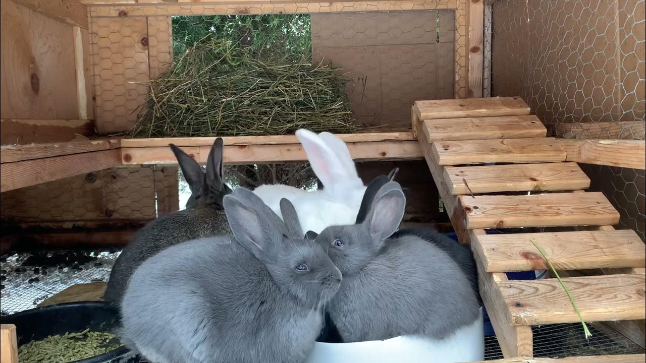 8 Weeks Old TODAY! My Flemish Giant Babies are Growing So Fast!! YouTube