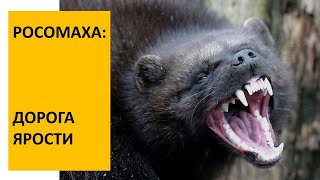 РОСОМАХА, Wolverine (Gulo gulo). Энциклопедия дикой природы