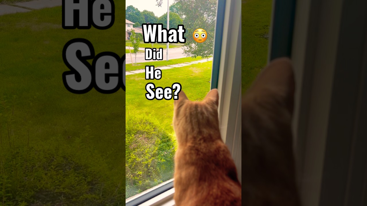 That’s NO Squirrel !  Cruz the Cat