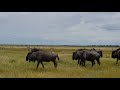 Etosha national park plains game(5)