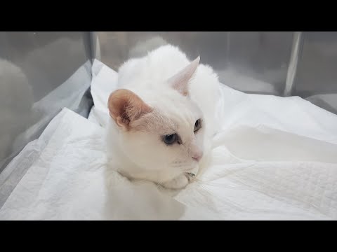 【緊急入院】家猫しらたまちゃん、術後退院したものの再び入院することになりました