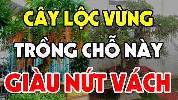 Nên TRỒNG CÂY LỘC VỪNG Ở Đâu Để GÁNH LỘC VỀ NHÀ, Tiền Bạc Ùn Ùn Kéo Vào Tiêu 3 Đời Không Hết?