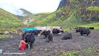 Himalayan Shepherd Life | The Making Process of Ghee in the himalayan Yak farm | Dolpa | Nepal |