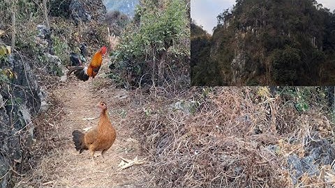 yog hav khuab cuab qaib qus.Bẫy gà rừng cùng nhau giải trí