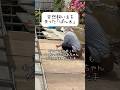 飼い主だった80代のおばあちゃんが亡くなり、沢山の猫達が路頭に迷った。その中の1匹ぽん太は人懐っこいこともあり、別の家で暮らすことになる。去勢手術当日、ぽん太は自らの意思で仲間のいる産まれ育った場所に