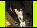 pet prey rat, pet cat video, pussy cat, বিড়াল ইদুর ধরার দৃশ্য, ইদুর ধরা, পুষি ক্যাট