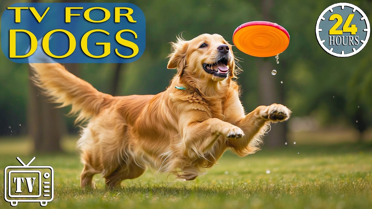 Dog Music: Fast-Boredom Busting Videos for Dogs and Anti Anxiety with Music for Dogs - DOG TV - NEW