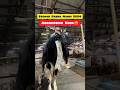 Aggression Dekho Kota 😡 | Deonar Bakra Mandi 2024 | #bakramandi #goat #deonar #shorts #ytshorts