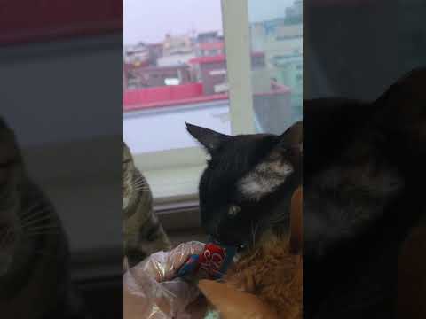 츄르후식!!#느그들요즘츄르많이먹는것같다.#2층방아이들#고양이일상 #쉼터가집이되어