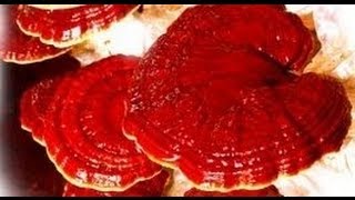 Что такое Ганодерма лусидум (Ganoderma Lucidum, Рейши, Линчжи)? Что такое Ганодерма лусидум (Ganoderma Lucidum, Рейши, Линчжи)?