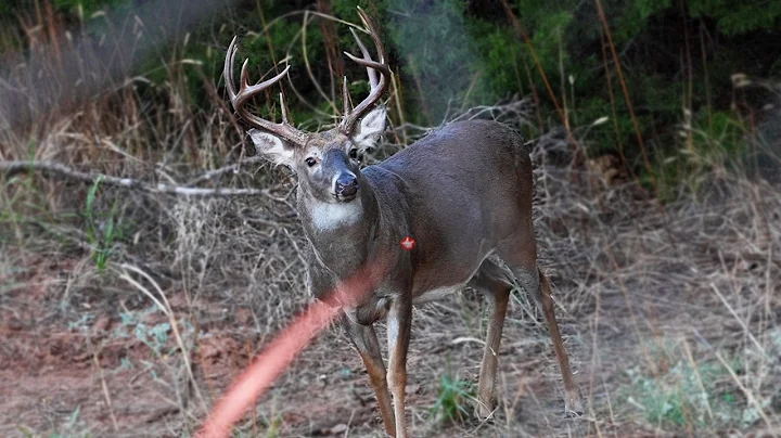 40 Bow Hunting Kill Shots (4K Slow Motion)