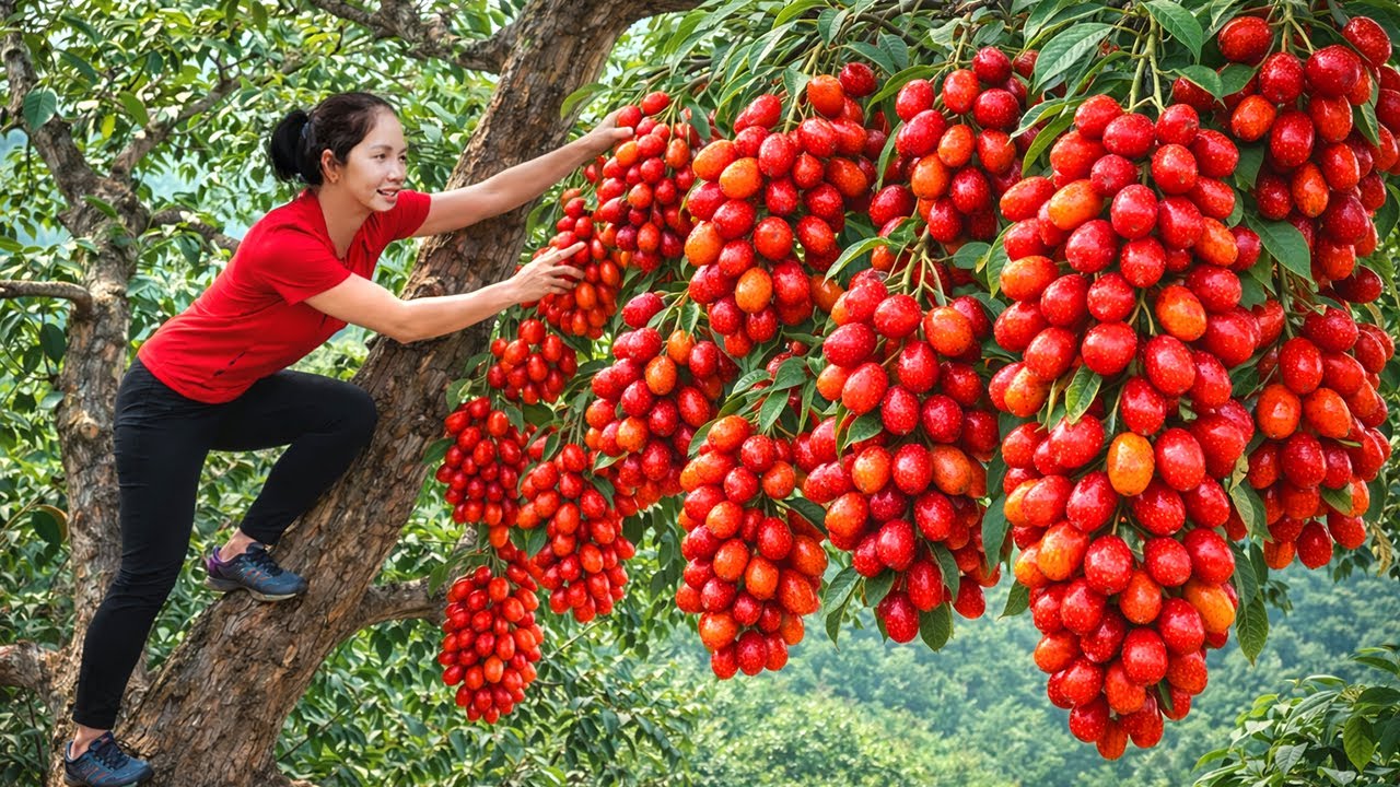 Harvesting 1000+  Sour NHOT Fruit Goes To Market Sell, Gardening & Cooking | Farm Life