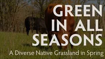 A Diverse Native Grassland in SPRING: Green in all Seasons | PART 1