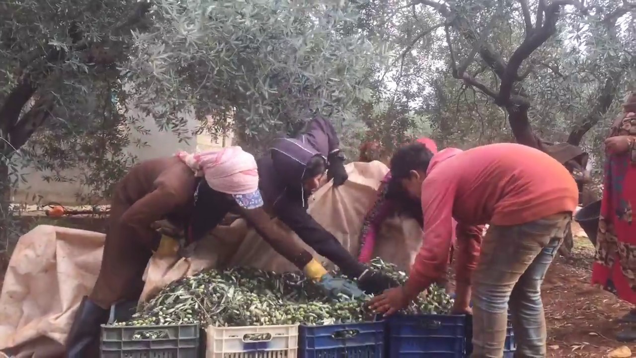 Aging olive farmers in Lebanon ask who will replace them