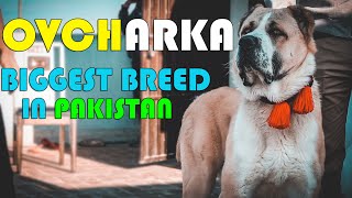 Ovcharka Caucasian Mountain Dog || Central Asian Ovcharka Dog || Biggest Dog Breed