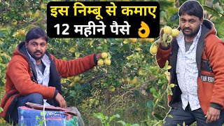 बारहमासी नींबू की खेती  Lemon Farming in india  baramasi nimbu ki kheti