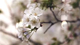 Natey S - Good Night from Las Vegas (Official Video)