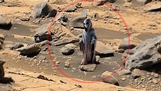 NASA's Mars Perseverance Rover Latest Video Footage || Mars Perseverance Rover 4k Video : Sol 1236