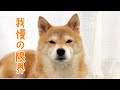 柴犬なりに我慢してきましたがもう限界みたいです