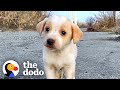 Puppy Found With Garbage Wouldn
