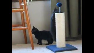 Twin Black Cats