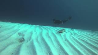 Freediving Eel Garden Dahab 2015