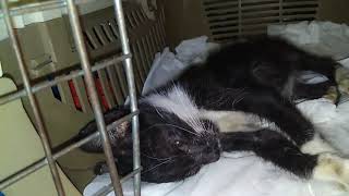 Kitten's dying moment and his final breath