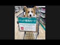じわじわくる犬がかわいい【コーギー犬】