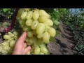 Степень растрескивания ягод на некоторых сортах винограда.