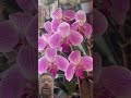 Beautiful flowers in the flower pot #shortvideos