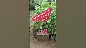 129K/ COMBO 10 BẦU CÚC TẦN ẤN ĐỘSIÊU RỦ #cuctan #cuctana #cuctanando