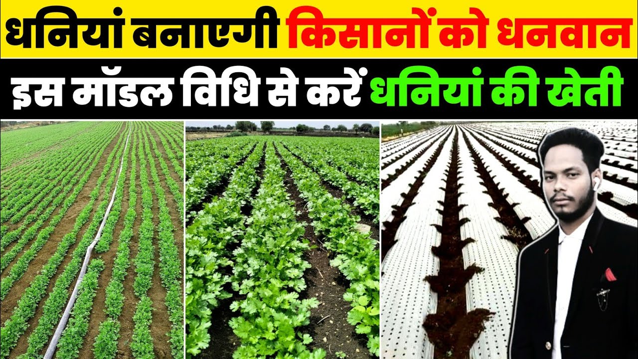 Dhaniya ki kheti kaise karte hain | Coriander | धानियां की खेती | Coriander Leaves farming | A to Z