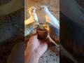 Adorable cockatiel singing 🐦😍 #shorts #cockatiel #yellowcockatiel48
