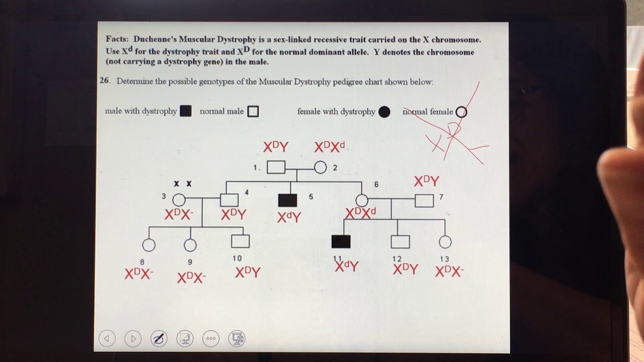 Genetics Homework Video 5: Problems 24-27 - YouTube