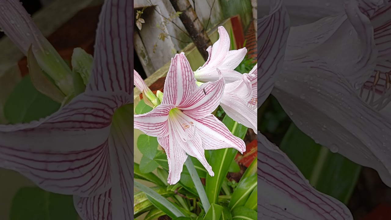 Belladonna lily/Jersey lily//Naked lady lily 