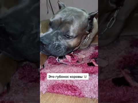 Video: Bisakah anjing makan tepukan sapi?