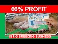 The Cost of Raising One Piglet for Breeding and your Profit | Tagalog