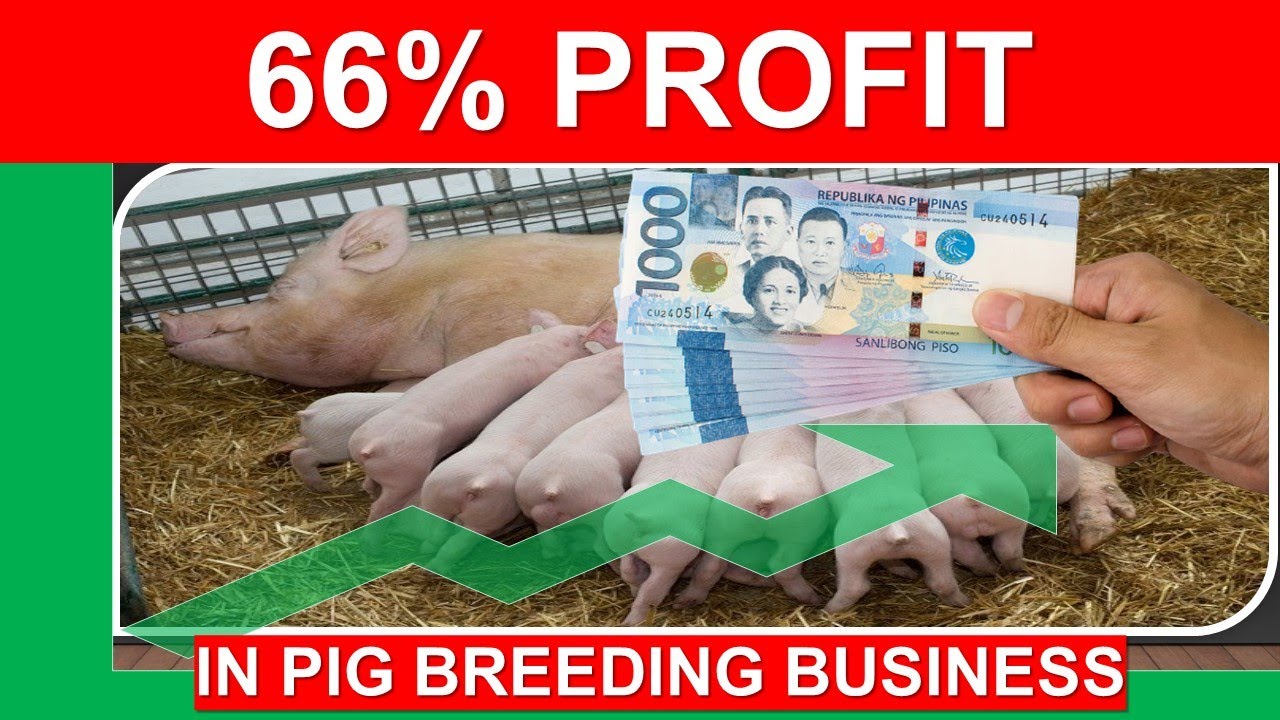 The Cost of Raising One Piglet for Breeding and your Profit Tagalog