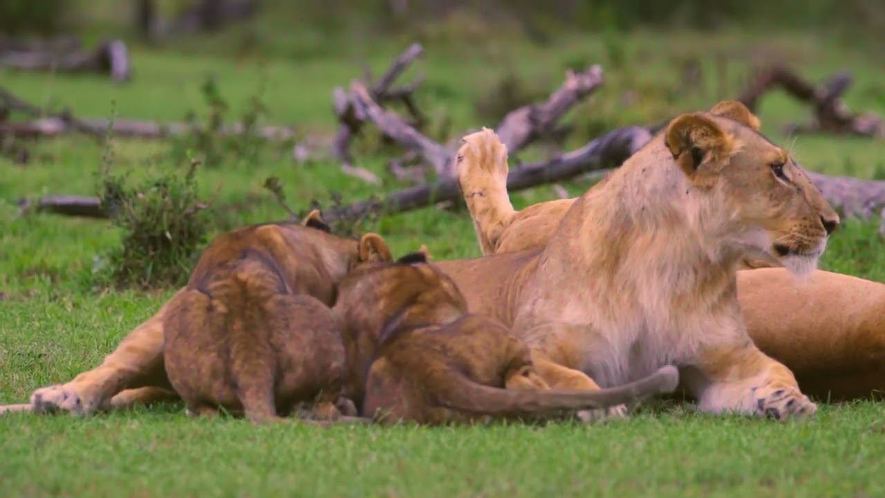 Free Stock Footage | Lion Cubs Feeding From Mother 01