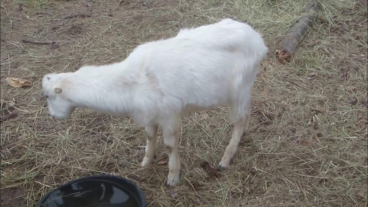 Goat Meningeal Worm. Part 2 - YouTube