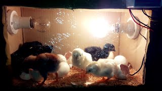 DIY Cardboard box egg incubator-RESULT | DAY-21 | Eggs\/Chicks Hatching | Birds Palace