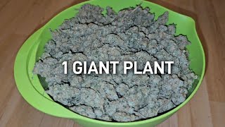 Harvest And Dry Weight For One Giant Plant, Spiderfarmer SE-5000 And 3x3 Tent