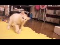 ズンズン、おかき2 −おかき、歩行訓練中!−