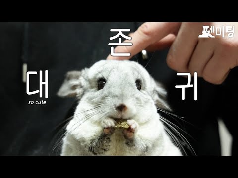 강아지 임보하는 <strong>친칠라</strong> 남매