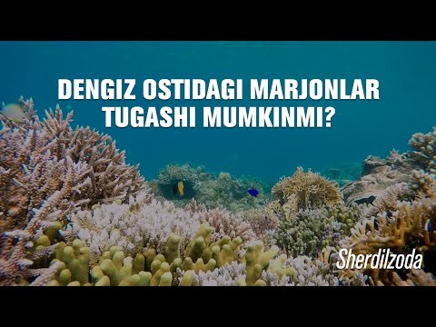 Video: Marjon Suvi Nima?