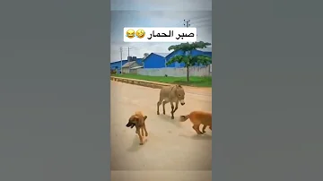 Donkey Animals Dog Explore Fyp Foryou السعودية حمار كلب كلاب حيوانات ضحك Zoo Tiktok 