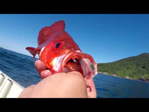 Pescaria no mar de Olho de Cão. MUITO PEIXE!!!