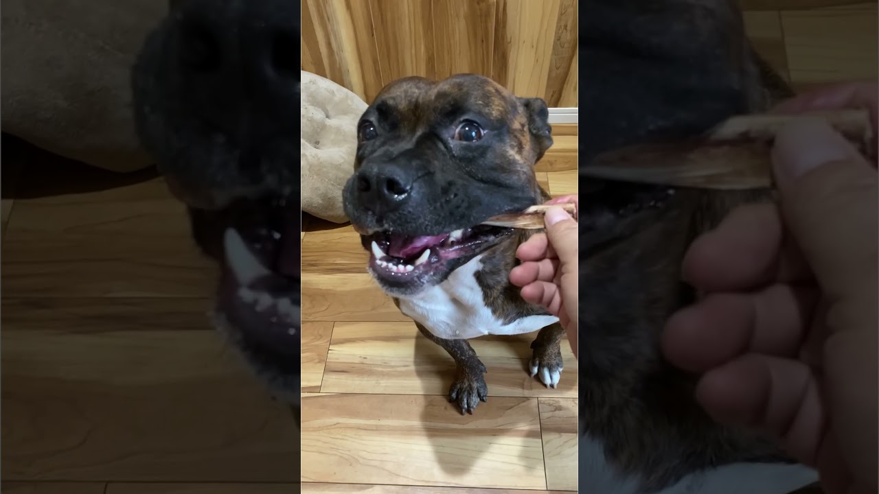 ostrich bones for dogs safe