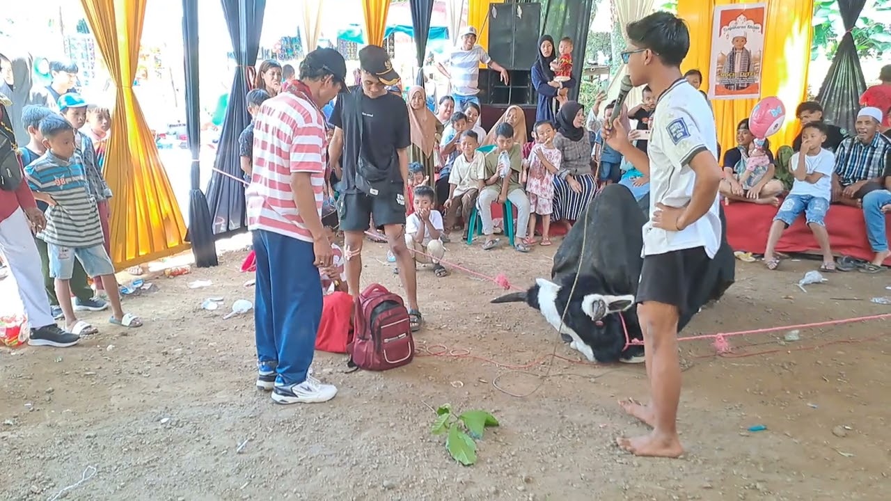 LAWAK KOMEDI ADUAN SAPI NEW MAONG REMAS DI JEMBER KONGSI