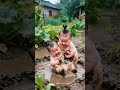 Crying Baby Gets the Cutest Help 😭🥰 | Funny Ai Animated Shorts #cute #cutebabies